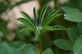 105mm_First_Shots_5-6-09_001