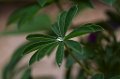 105mm_First_Shots_5-6-09_002