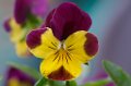 105mm_First_Shots_5-6-09_004