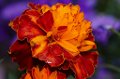 105mm_First_Shots_5-6-09_006
