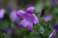 105mm_First_Shots_5-6-09_010