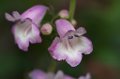 105mm_First_Shots_5-6-09_013