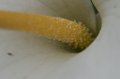 105mm_First_Shots_5-6-09_014