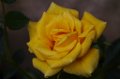 105mm_First_Shots_5-6-09_016
