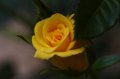 105mm_First_Shots_5-6-09_019