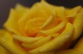 105mm_First_Shots_5-6-09_020
