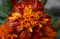 Flowers_7-6-09_006