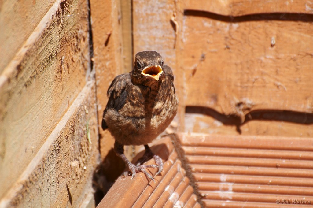 Baby_Blackbird_7-6-09_001.jpg