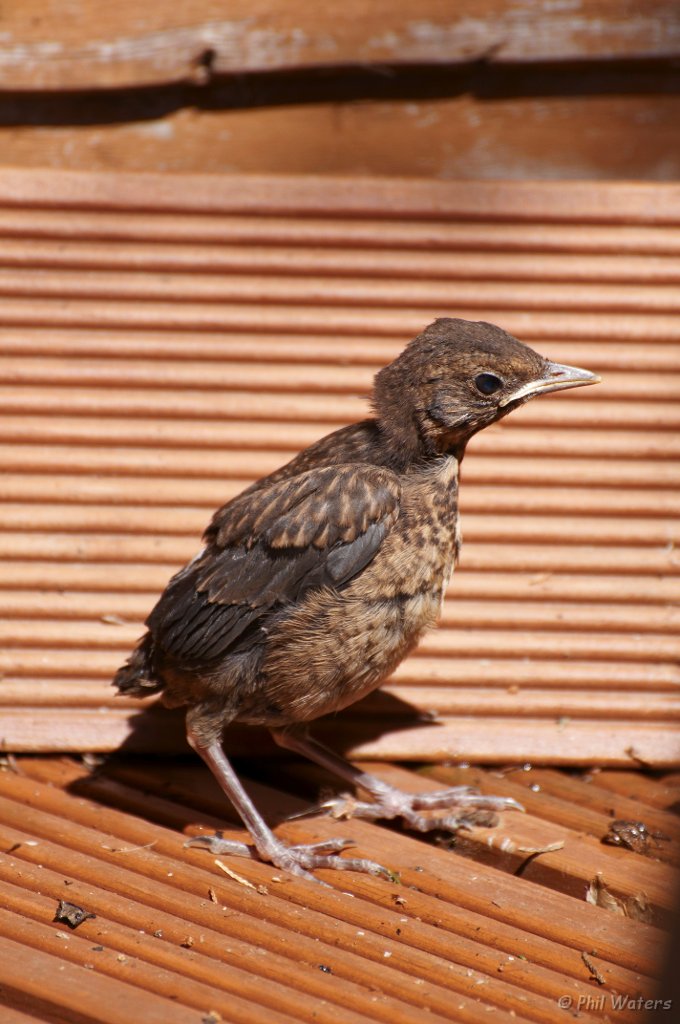 Baby_Blackbird_7-6-09_003.jpg