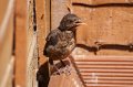 Baby_Blackbird_7-6-09_002