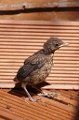 Baby_Blackbird_7-6-09_003