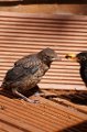 Baby_Blackbird_7-6-09_004