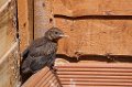 Baby_Blackbird_7-6-09_005