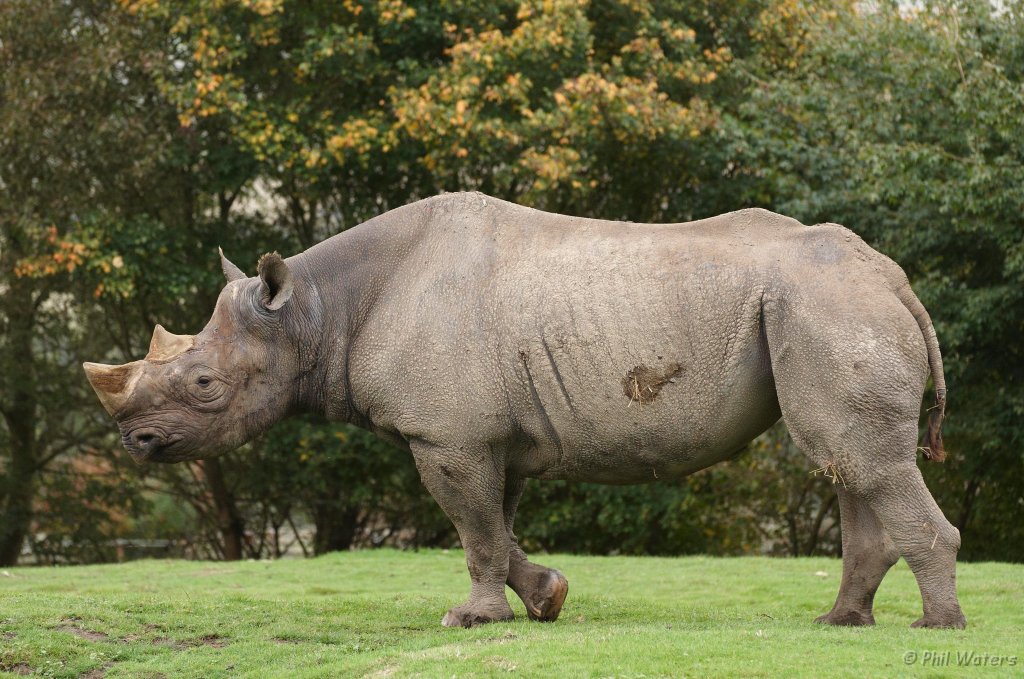 Port_Lympne_Park_22-10-09_003.jpg