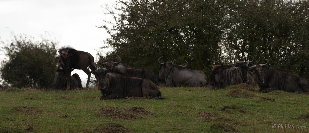 Port_Lympne_Park_22-10-09_016.jpg