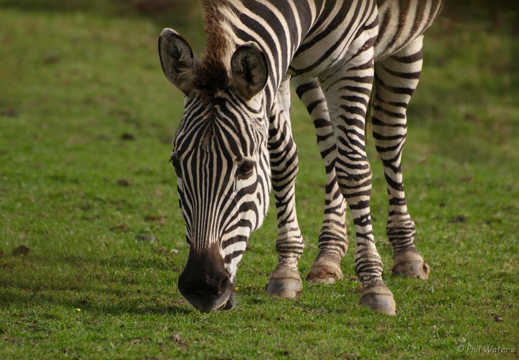 Port_Lympne_Park_22-10-09_042.jpg