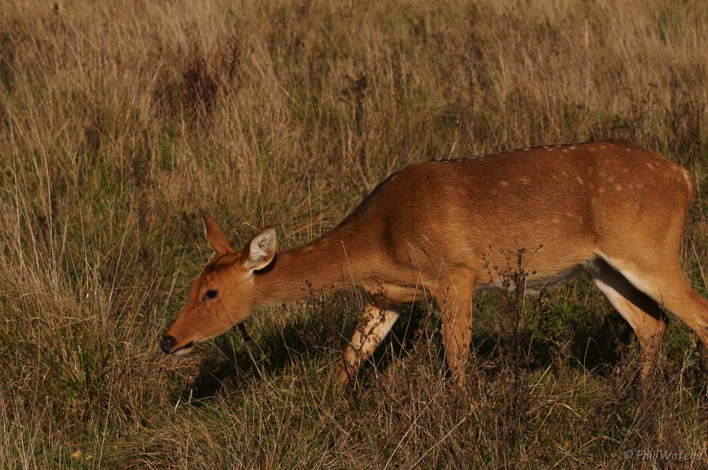 Port_Lympne_Park_22-10-09_076.jpg