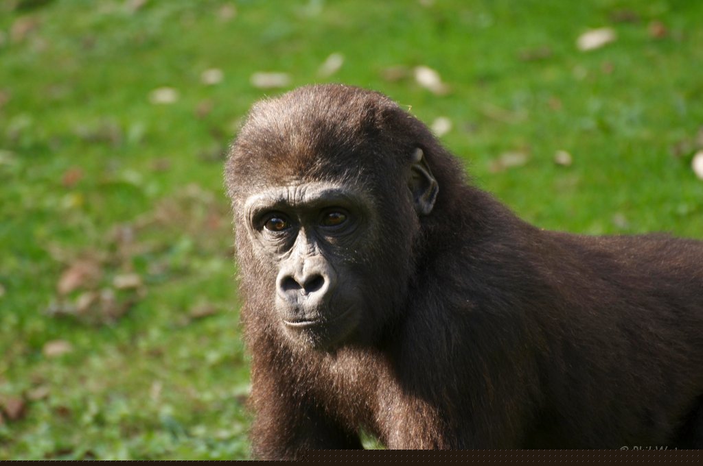 Port_Lympne_Park_22-10-09_082.jpg