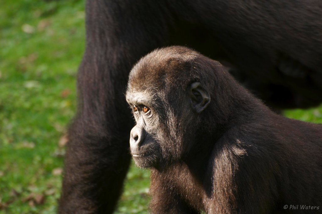 Port_Lympne_Park_22-10-09_084.jpg