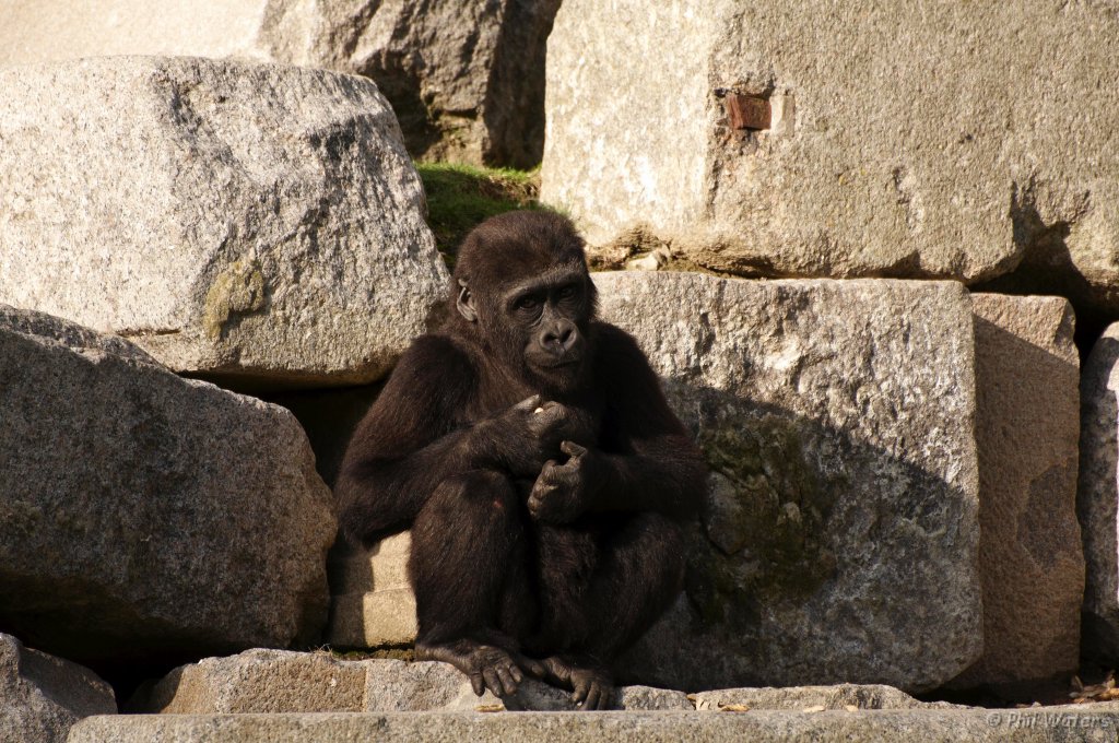 Port_Lympne_Park_22-10-09_098.jpg
