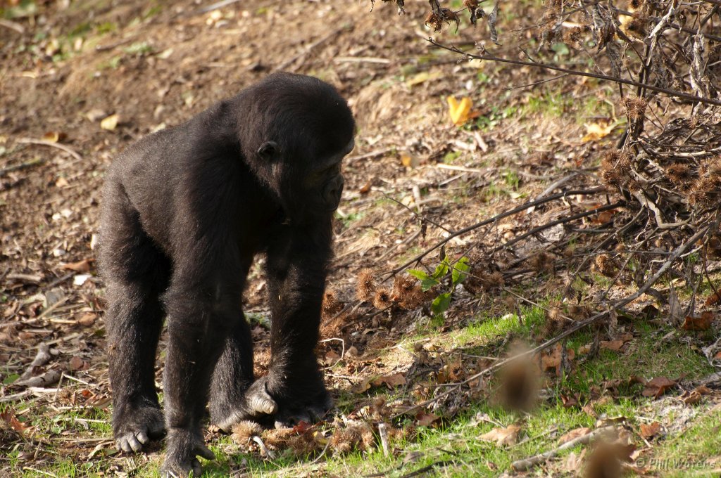 Port_Lympne_Park_22-10-09_104.jpg