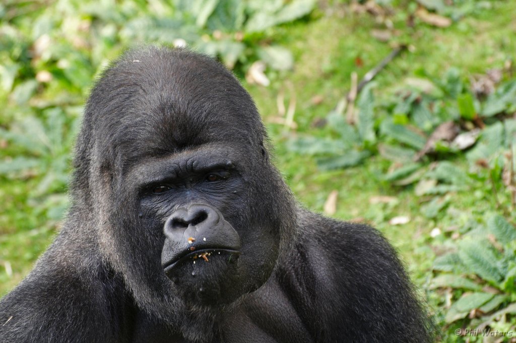 Port_Lympne_Park_22-10-09_105.jpg
