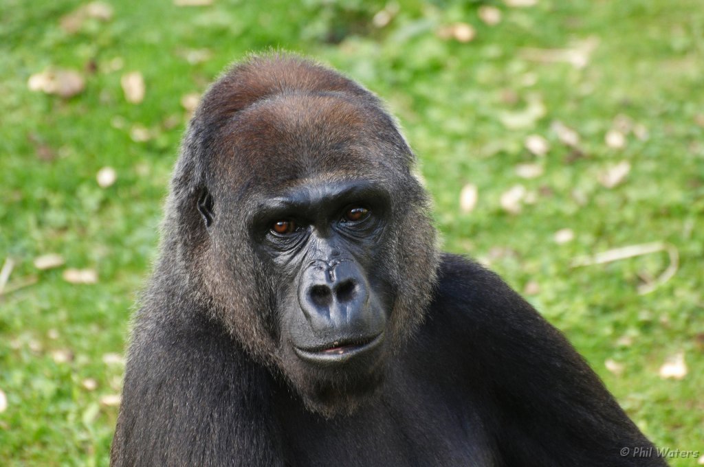 Port_Lympne_Park_22-10-09_106.jpg