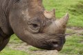Port_Lympne_Park_22-10-09_008