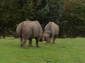 Port_Lympne_Park_22-10-09_010