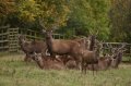 Port_Lympne_Park_22-10-09_013