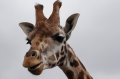 Port_Lympne_Park_22-10-09_014