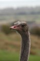 Port_Lympne_Park_22-10-09_021