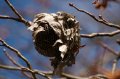 Port_Lympne_Park_22-10-09_040