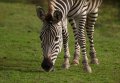 Port_Lympne_Park_22-10-09_042