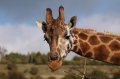 Port_Lympne_Park_22-10-09_043