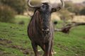 Port_Lympne_Park_22-10-09_047