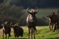 Port_Lympne_Park_22-10-09_051