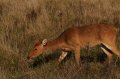 Port_Lympne_Park_22-10-09_076