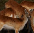 Port_Lympne_Park_22-10-09_078