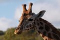 Port_Lympne_Park_22-10-09_079