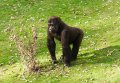 Port_Lympne_Park_22-10-09_081