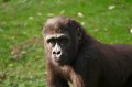Port_Lympne_Park_22-10-09_082