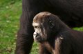 Port_Lympne_Park_22-10-09_084