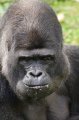 Port_Lympne_Park_22-10-09_097