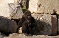 Port_Lympne_Park_22-10-09_098