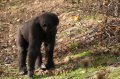 Port_Lympne_Park_22-10-09_104