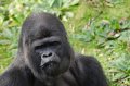 Port_Lympne_Park_22-10-09_105