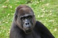 Port_Lympne_Park_22-10-09_106