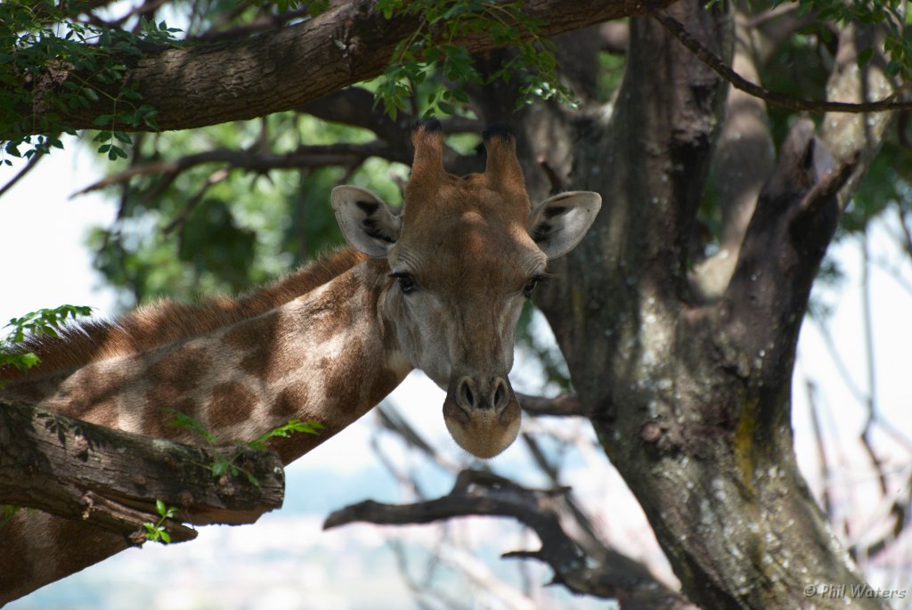 South_Africa_008.jpg