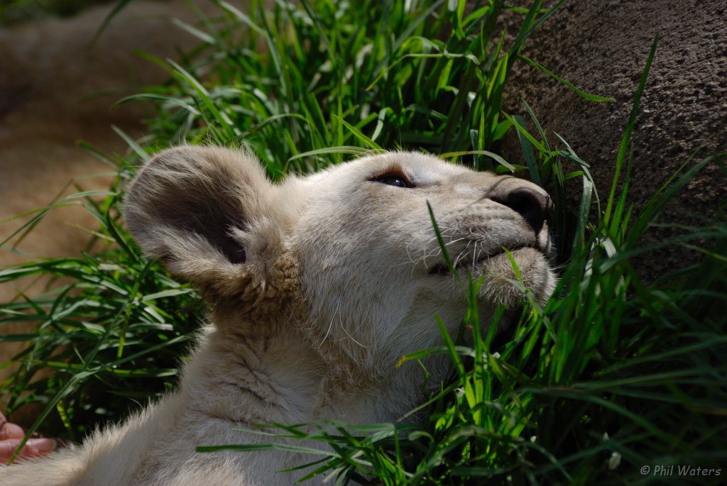 South_Africa_072.jpg